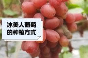 东北冰雪葡萄怎么种植_东北冰雪葡萄好吃吗