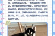 户外哈士奇怎么训练_哈士奇户外注意事项