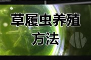 草履虫户外怎么养_草履虫野外采集技巧