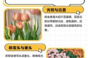 高原郁金香花期多久_高原郁金香怎么养护