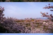 高原樱花花期多久_高原樱花最佳观赏地点