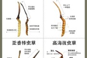 青海高原假冬虫夏草怎么辨别_价格多少钱一克