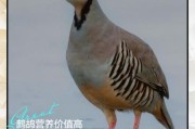 高原鹧鸪怎么养_高原鹧鸪能活多久