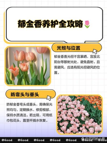 高原郁金香花期多久_高原郁金香怎么养护