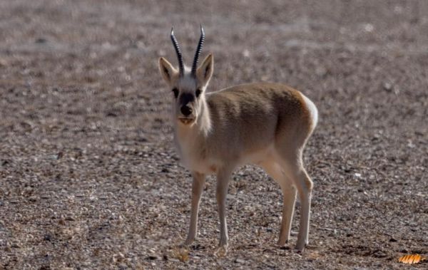 高原有什么动物_高原特有动物有哪些
