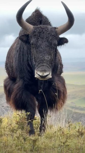 高原有什么动物_高原特有动物有哪些
