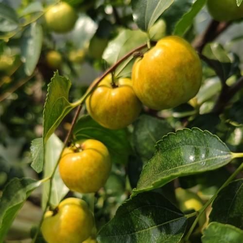 云南高原水果有哪些_云南高原水果为什么甜