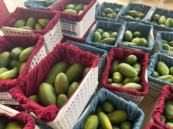 云南高原水果有哪些_云南高原水果为什么甜