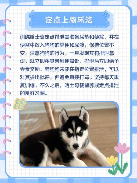 哈士奇冰雪天气怎么养_雪地遛狗注意事项