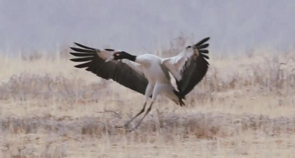 高原黑颈鹤在哪里_高原黑颈鹤为什么濒危