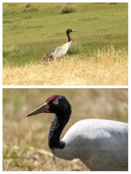高原黑颈鹤在哪里_高原黑颈鹤为什么濒危