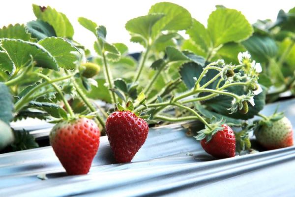 冰雪草莓怎么做_冰雪草莓保存多久