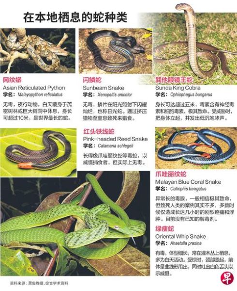 高原有蛇吗_高原蛇类分布特点