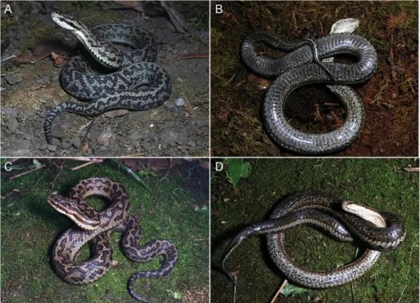 高原有蛇吗_高原蛇类分布特点