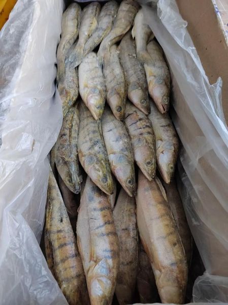 高原雪鱼多少钱一斤_高原雪鱼价格为什么贵