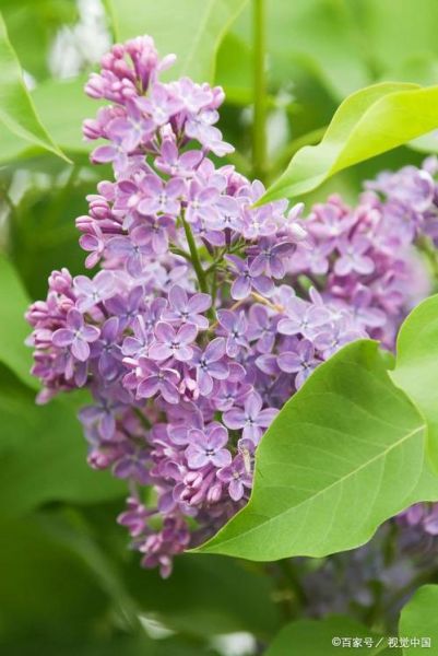 北京丁香花期多久_北京丁香适合种在哪