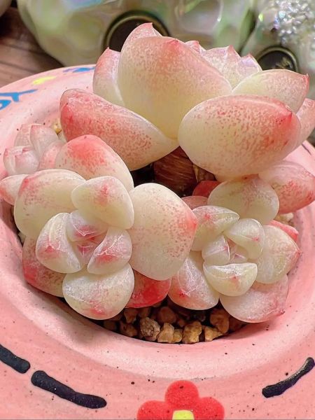 冰雪玉是什么_冰雪玉价格多少钱