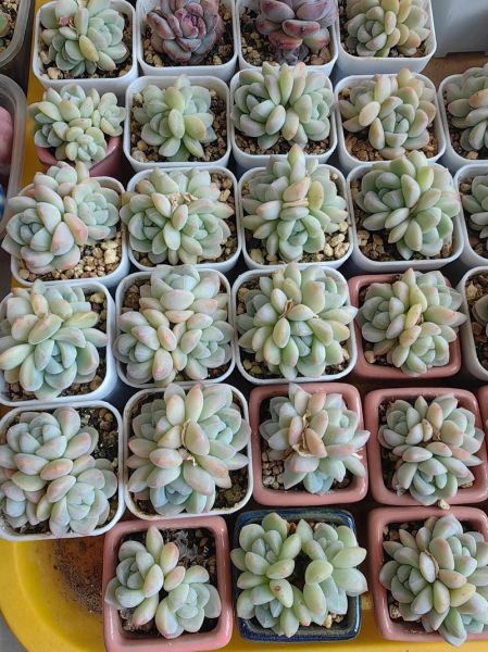 冰雪玉是什么_冰雪玉价格多少钱