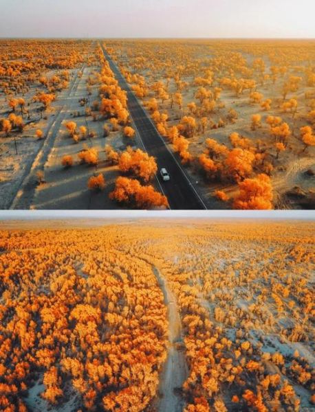 胡杨树高原在哪里_高原胡杨林最佳观赏时间