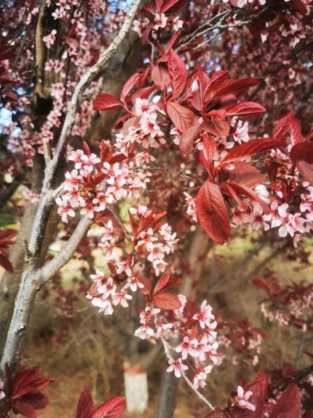 高原春天什么时候来_高原春天有哪些独特景观