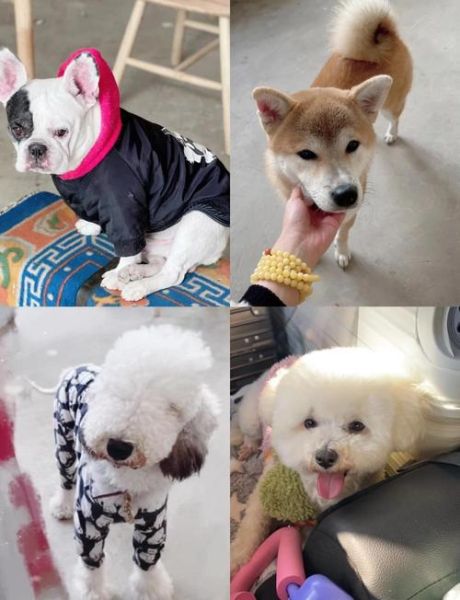 狗狗高原反应怎么缓解_狗狗去高原注意事项