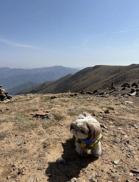 狗狗高原反应怎么缓解_狗狗去高原注意事项