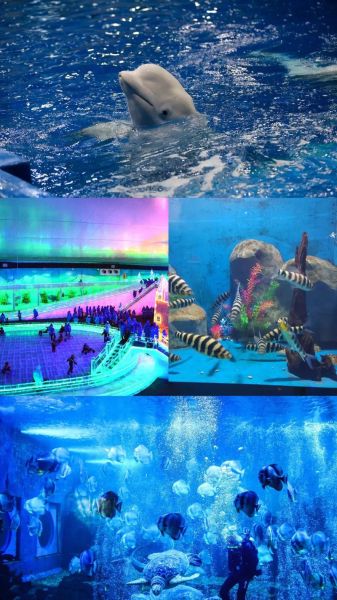 云南冰雪海洋世界在哪里_门票多少钱