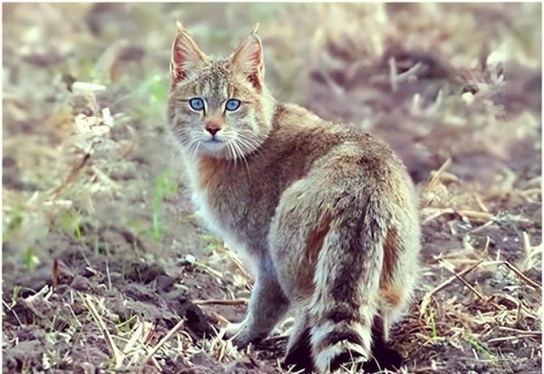 高原猫是什么品种_高原猫怎么养