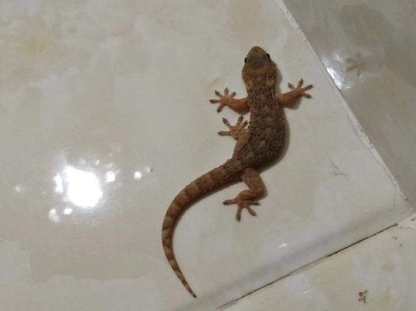 壁虎户外怎么样_壁虎户外帐篷质量好吗