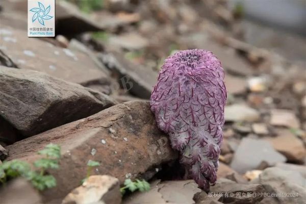 高原雪蝶是什么_高原雪蝶生长在哪里