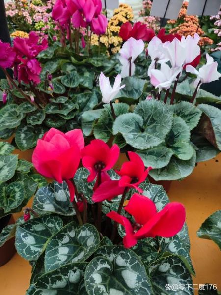 仙客来冰雪节门票价格_仙客来冰雪节有什么好玩的