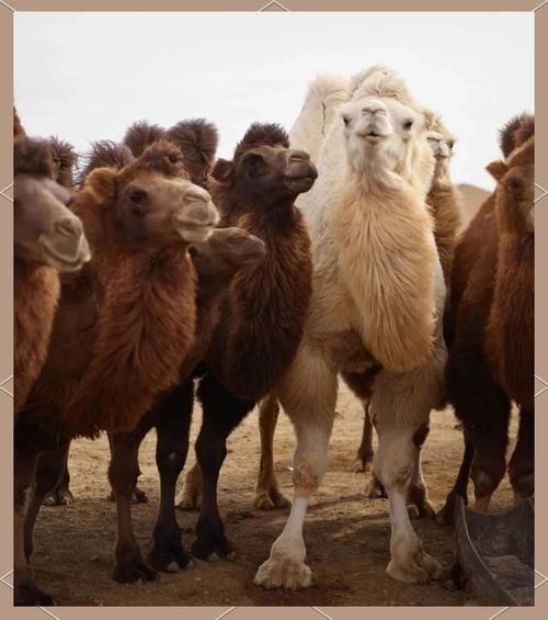 骆驼户外和骆驼有什么区别_骆驼户外是骆驼吗