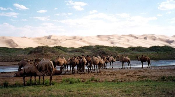 骆驼户外和骆驼有什么区别_骆驼户外是骆驼吗