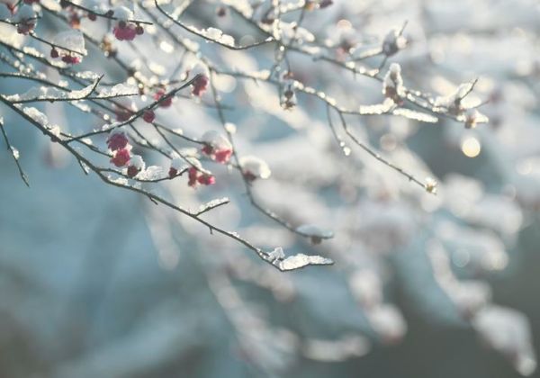冰雪梅花图片大全_如何拍摄雪中梅花
