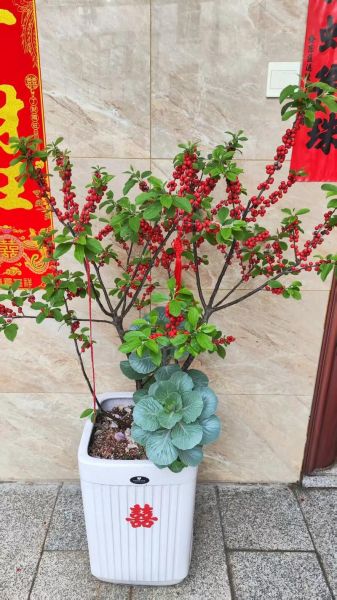 冰雪红树是什么植物_冰雪红树怎么养