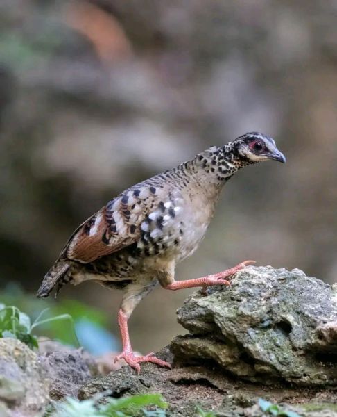 高原鹧鸪怎么养_高原鹧鸪能活多久