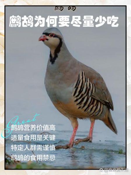 高原鹧鸪怎么养_高原鹧鸪能活多久