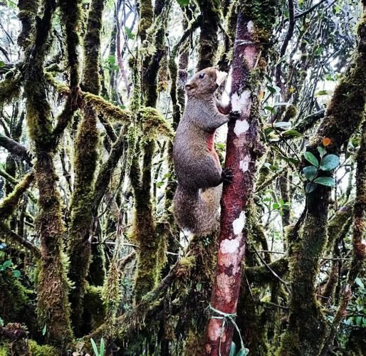 金马伦高原自由行攻略_金马伦高原有什么好玩