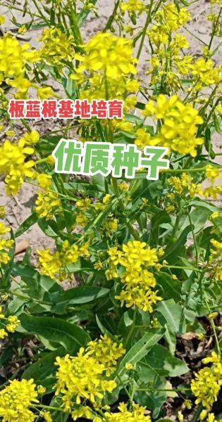 板蓝根四川高原明珠_为什么这里产的药效最好