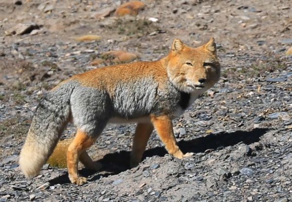 青藏高原有哪些珍稀动物_高原精灵如何生存