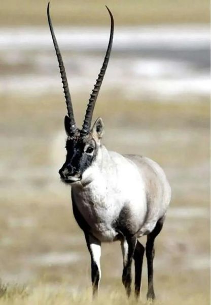 青藏高原有哪些珍稀动物_高原精灵如何生存