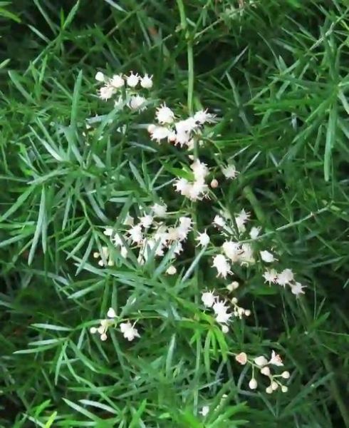 高原白花_高原白花有哪些功效与作用