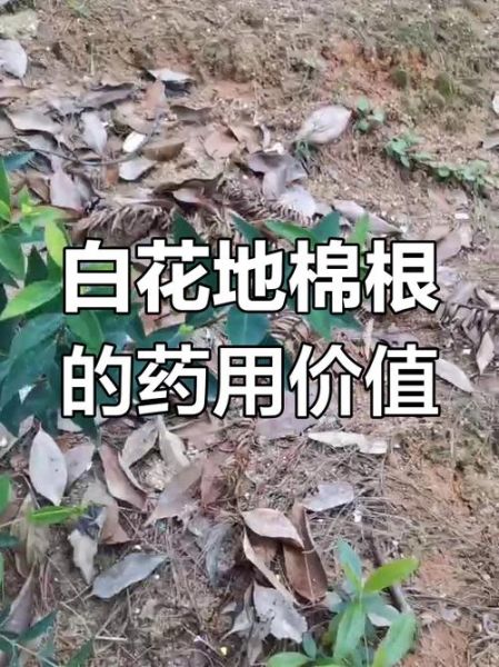 高原白花_高原白花有哪些功效与作用