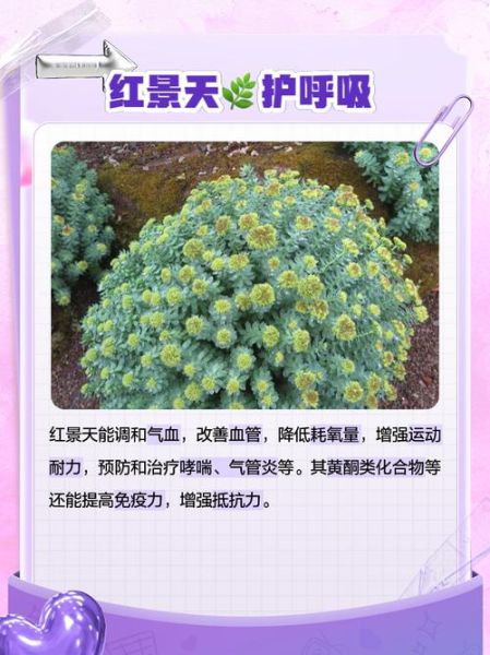 红景天能治高原反应吗_红景天提前几天吃有效