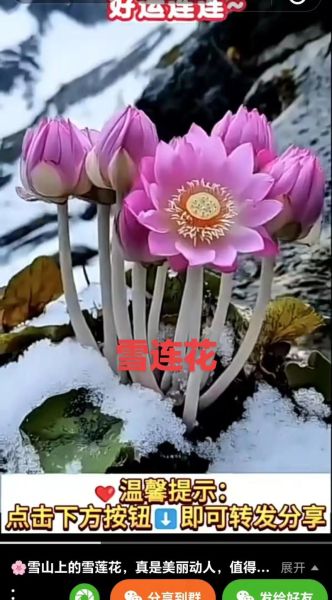 高原花朵有哪些_高原花朵怎么养