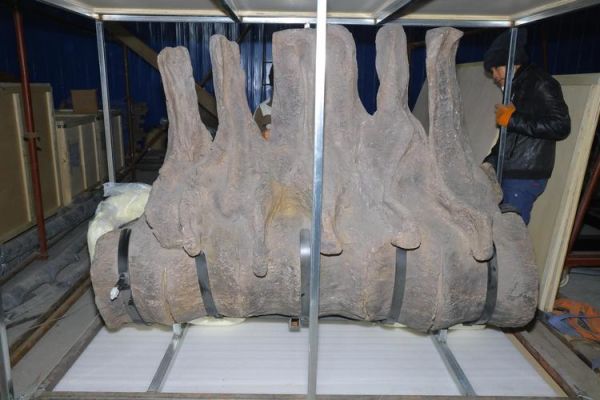 高原巨龙是什么恐龙_高原巨龙化石发现地在哪里