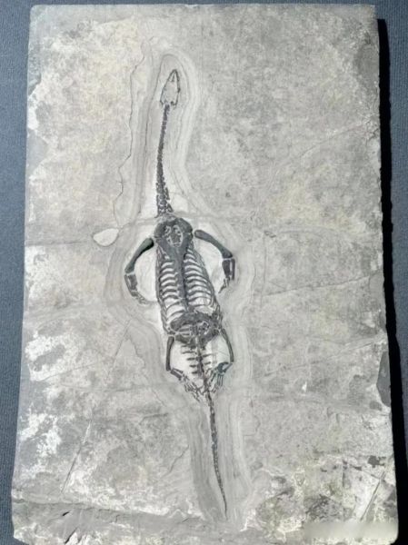 高原巨龙是什么恐龙_高原巨龙化石发现地在哪里