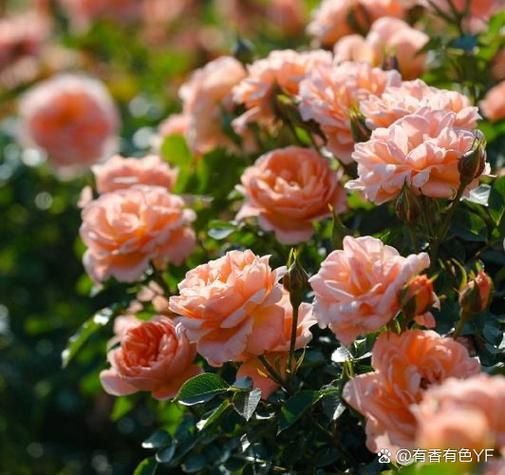 北京的市花是什么_北京为什么选月季和菊花