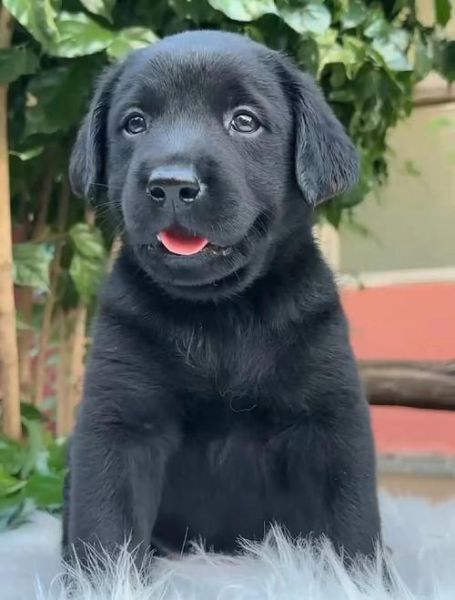 古老的高原拉布拉多是什么_如何辨别真假血统