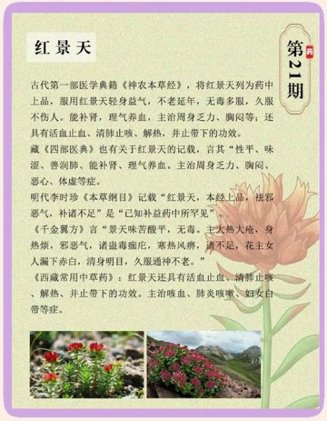 青海高原反应高血压怎么办_去青海前血压高能吃红景天吗